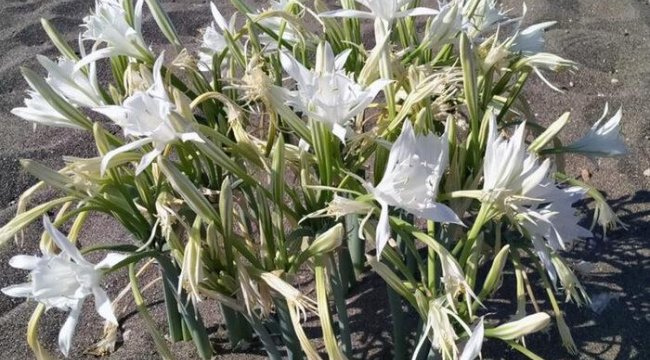 Nesli giderek tükeniyor! Kum zambaklarını koparmanın cezası araba parası