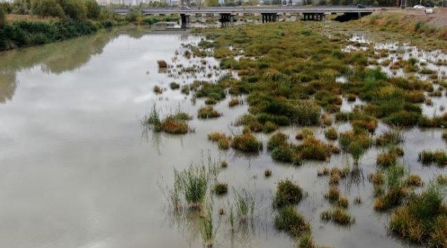 Kızılırmak alarm veriyor! Türkiye'nin en uzun nehri otlağa döndü!