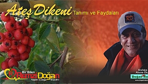 ATEŞ DİKENİ TANIMI