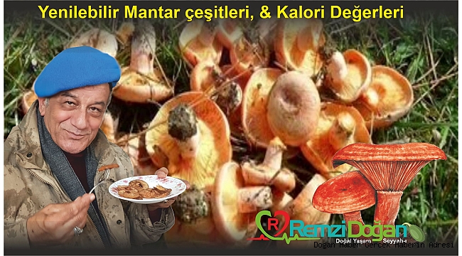 YENİLEBİLİR MANTARLAR HANGİLERİ